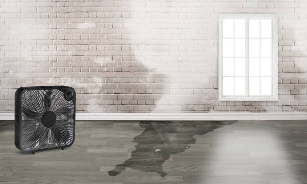 Best Water damage cleanup near me  in Northbrook, IL